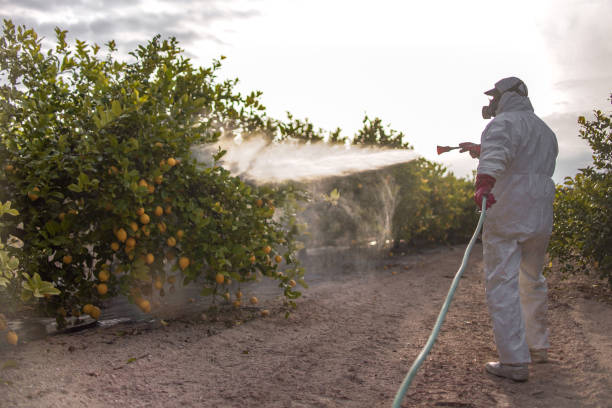 Best Cockroach Control Services  in Corning, NY