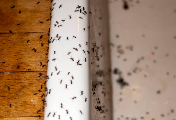 Best Local Pest Control Services  in Corning, NY
